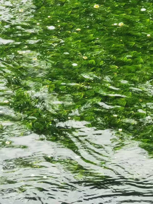 红腾网 延庆发现大规模北京水毛茛群落
