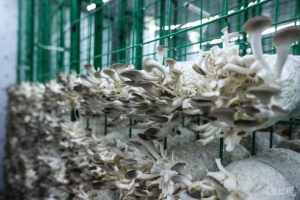 博大策略 城事 | 700万度电全靠光伏，食用菌实现零碳种植